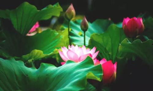 莲花一生最新爆料是真的吗,真相揭秘，是真是假引热议  第2张